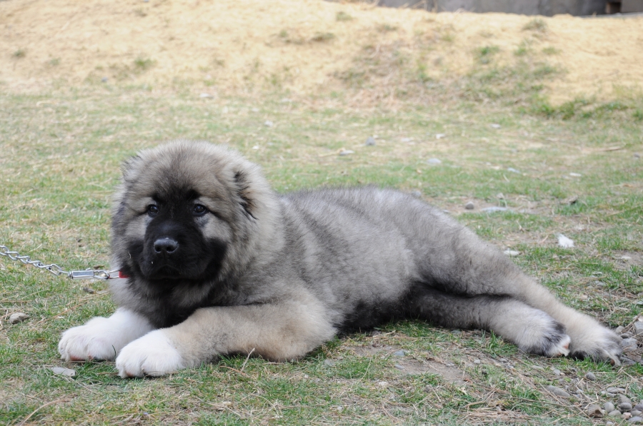 Nuns raising pups: Adorable residents of the Khareba Convent geotv.ge