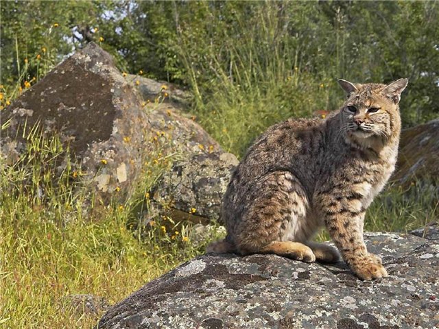Georgia’s Vashlovani Protected Area receives European recognition geotv.ge