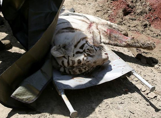 This Time, There Was No Ark Waiting – The Sad Fate of Tbilisi Zoo geotv.ge