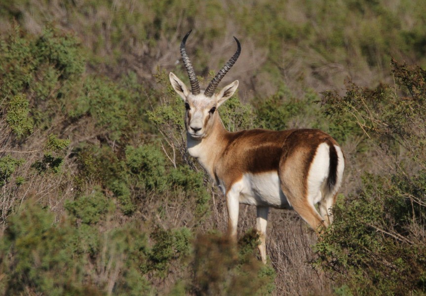 The fragile treasures of Georgia's fauna - See animals on the brink of extinction geotv.ge