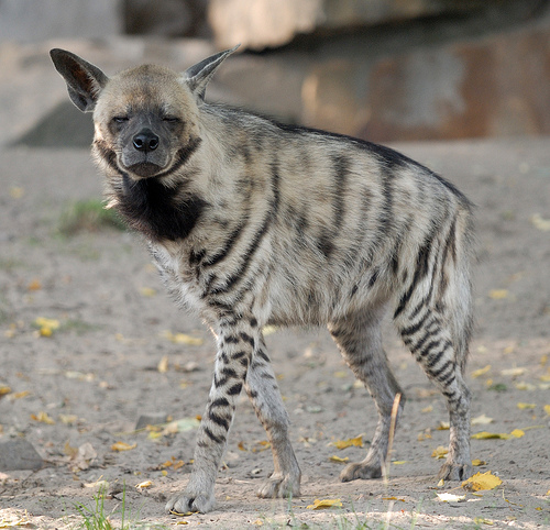 The fragile treasures of Georgia's fauna - See animals on the brink of extinction geotv.ge