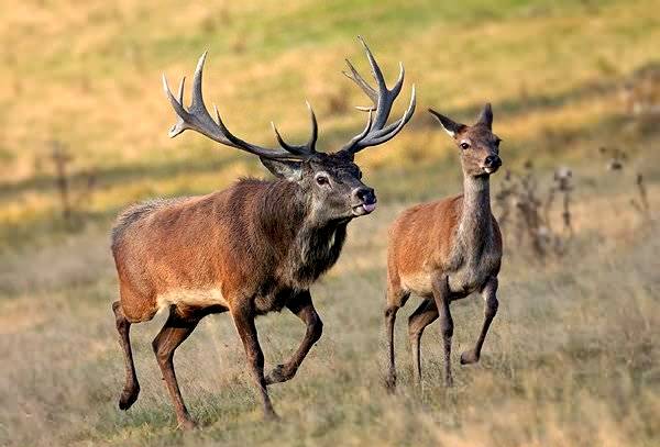 The fragile treasures of Georgia's fauna - See animals on the brink of extinction geotv.ge