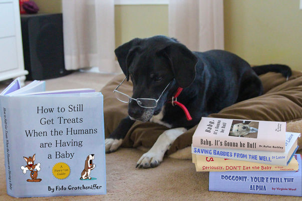 Priceless photos of the most creative pregnancy announcements geotv.ge