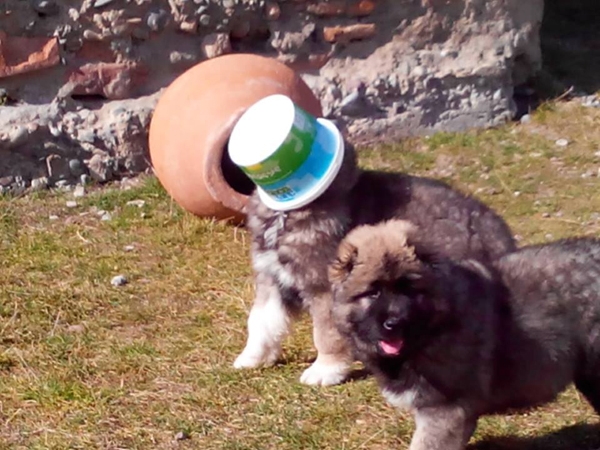 Khareba monastery's little guardians - Nuns raising pups geotv.ge