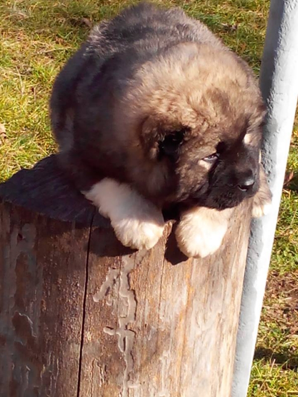Khareba monastery's little guardians - Nuns raising pups geotv.ge