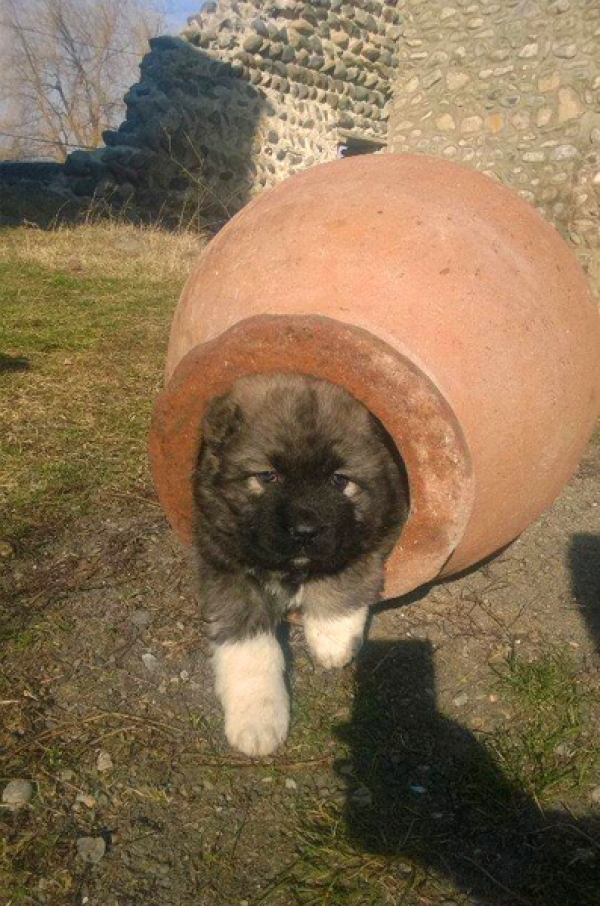 Khareba monastery's little guardians - Nuns raising pups geotv.ge