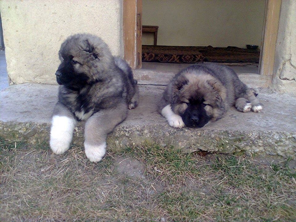 Khareba monastery's little guardians - Nuns raising pups geotv.ge