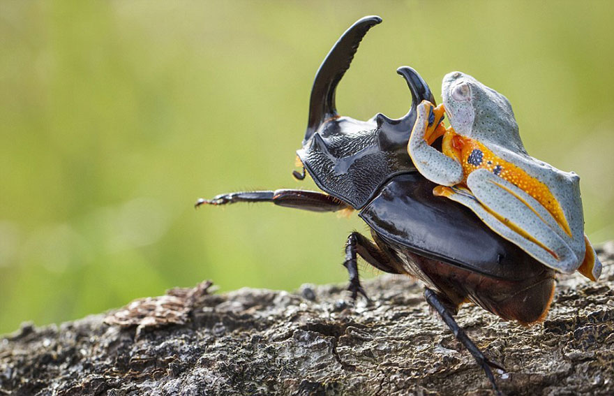 Photographer Captures World’s Tiniest Rodeo: Frog Riding A Beetle geotv.ge