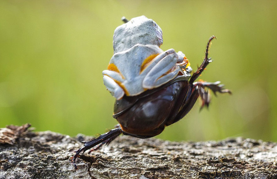 Photographer Captures World’s Tiniest Rodeo: Frog Riding A Beetle geotv.ge