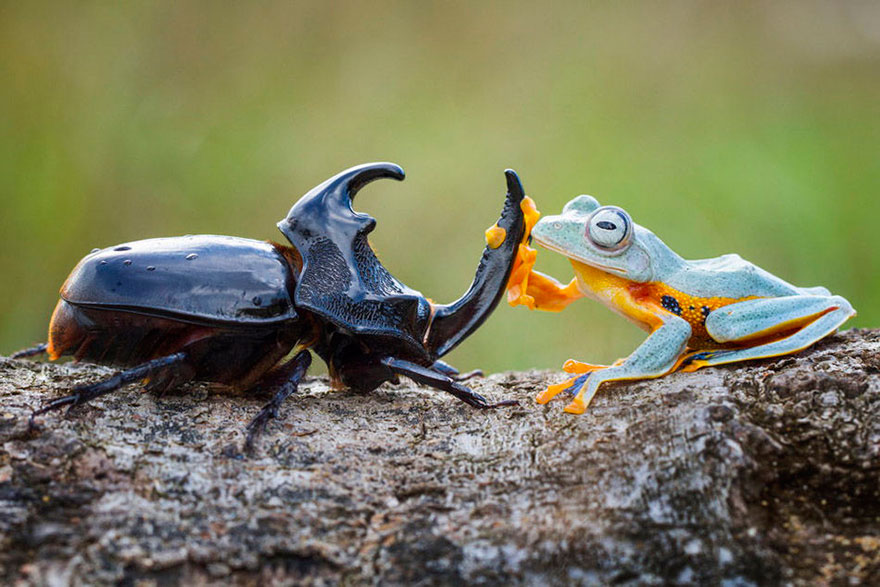 Photographer Captures World’s Tiniest Rodeo: Frog Riding A Beetle geotv.ge