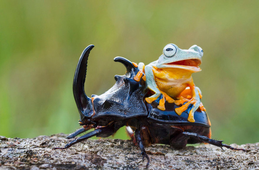 Photographer Captures World’s Tiniest Rodeo: Frog Riding A Beetle geotv.ge