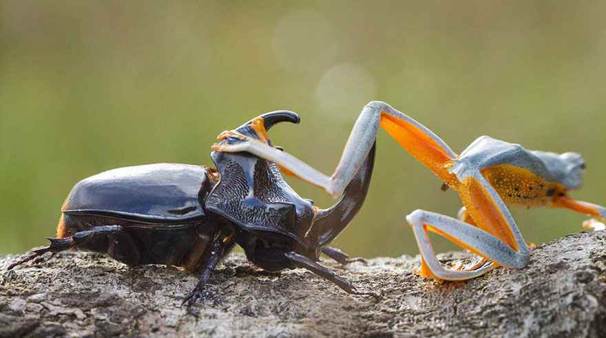 Photographer Captures World’s Tiniest Rodeo: Frog Riding A Beetle geotv.ge