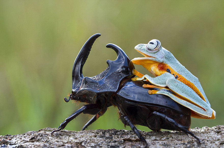 Photographer Captures World’s Tiniest Rodeo: Frog Riding A Beetle geotv.ge