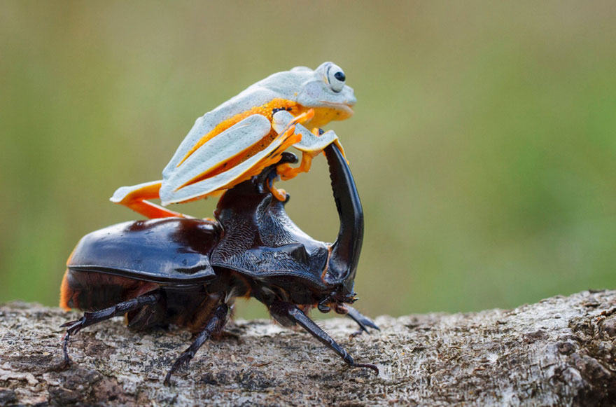 Photographer Captures World’s Tiniest Rodeo: Frog Riding A Beetle geotv.ge
