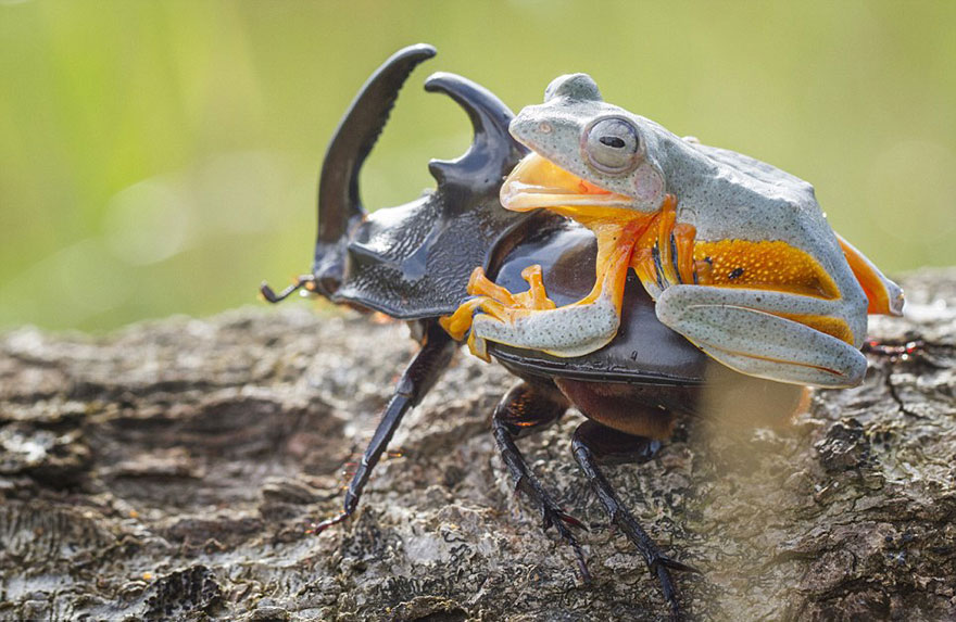 Photographer Captures World’s Tiniest Rodeo: Frog Riding A Beetle geotv.ge