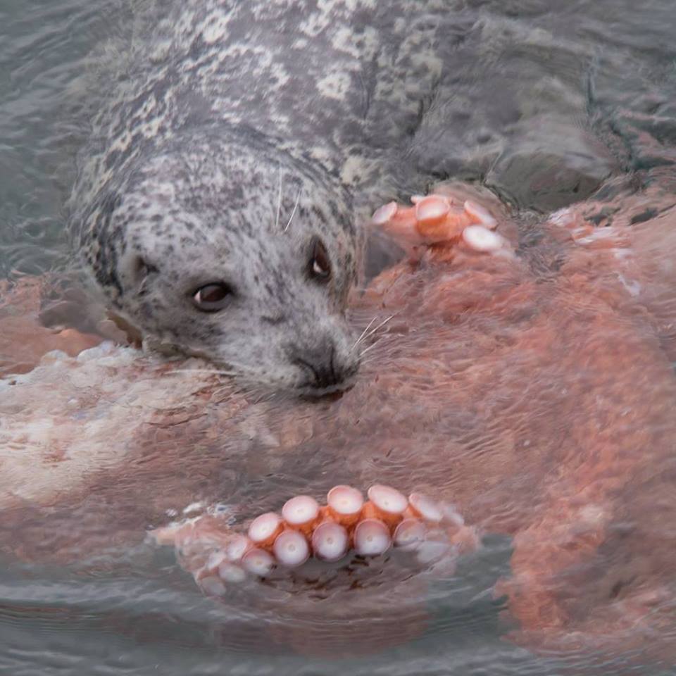 Incredible Fight Between Seal And Octopus Caught On Camera geotv.ge