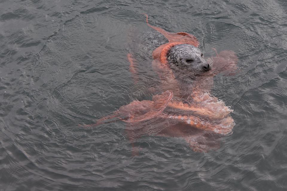 Incredible Fight Between Seal And Octopus Caught On Camera geotv.ge