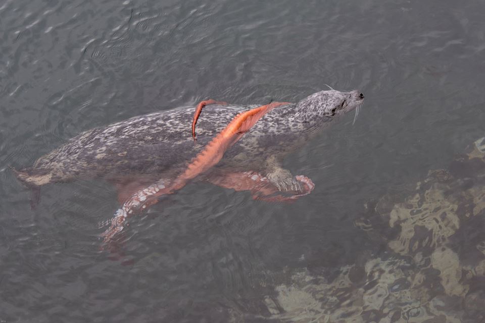 Incredible Fight Between Seal And Octopus Caught On Camera geotv.ge