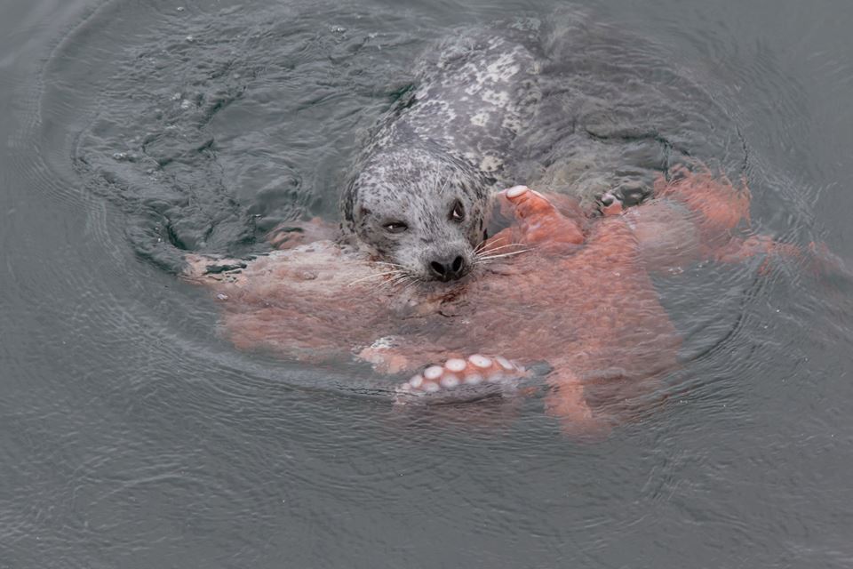 Incredible Fight Between Seal And Octopus Caught On Camera geotv.ge