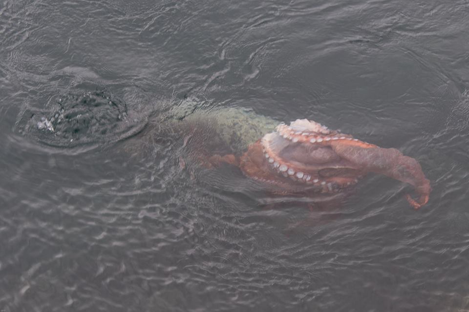Incredible Fight Between Seal And Octopus Caught On Camera geotv.ge