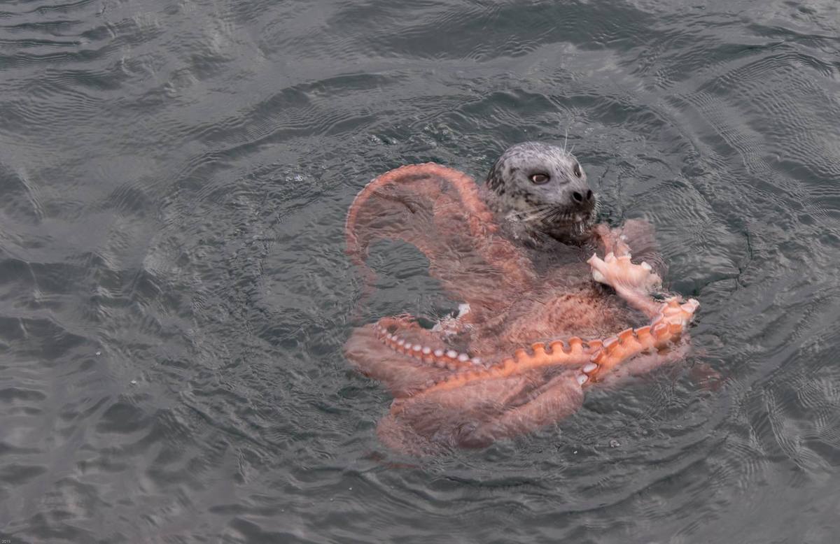 Incredible Fight Between Seal And Octopus Caught On Camera geotv.ge
