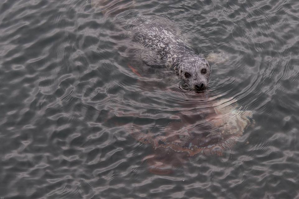 Incredible Fight Between Seal And Octopus Caught On Camera geotv.ge