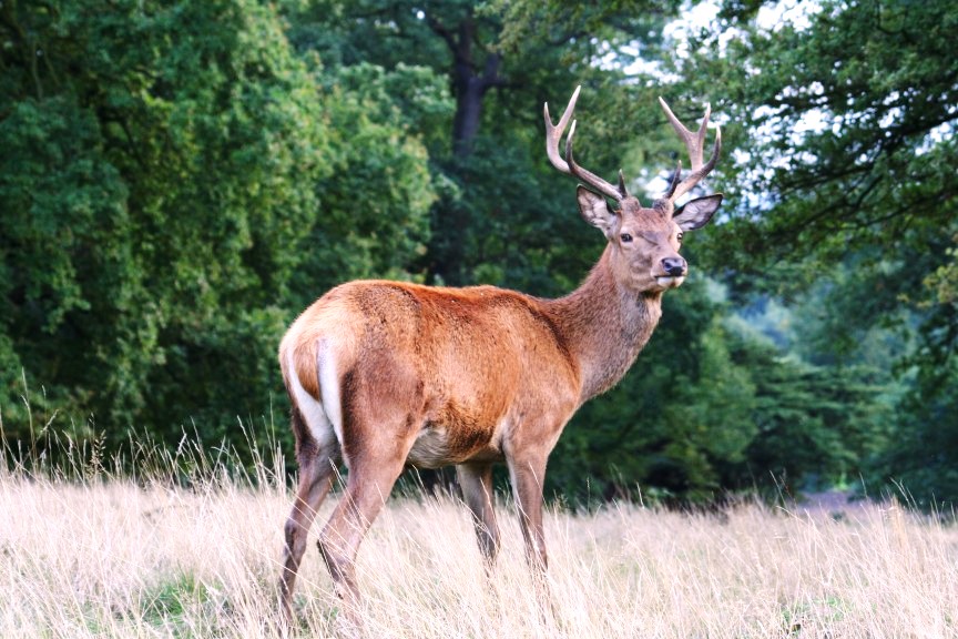 Saguramo Reserve – Rare Caucasian red deer habitat geotv.ge