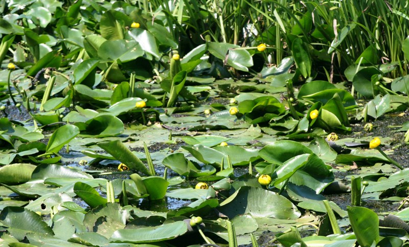 Kobuleti Reserve - Unique climate and rich biodiversity geotv.ge