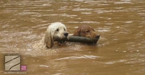 Survivors of the Tbilisi Flood geotv.ge