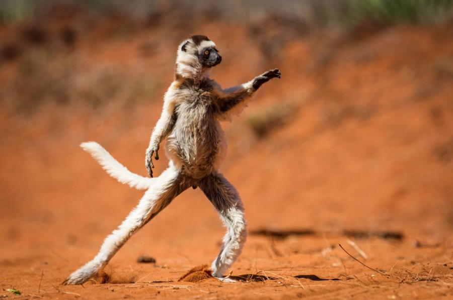 Most impressive photos of 2015 - National Geographic geotv.ge