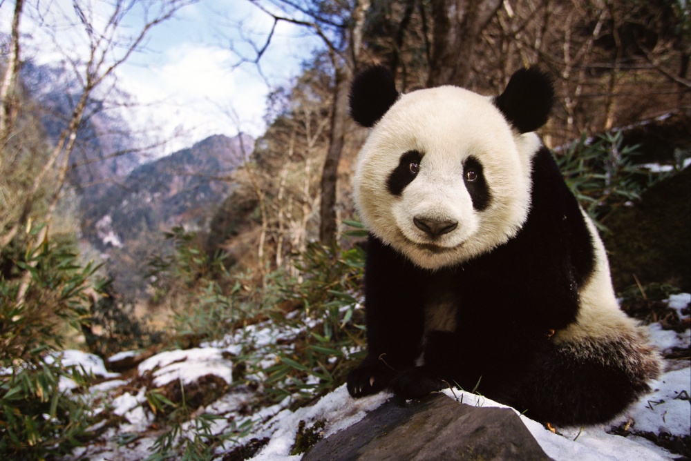 Most impressive photos of 2015 - National Geographic geotv.ge