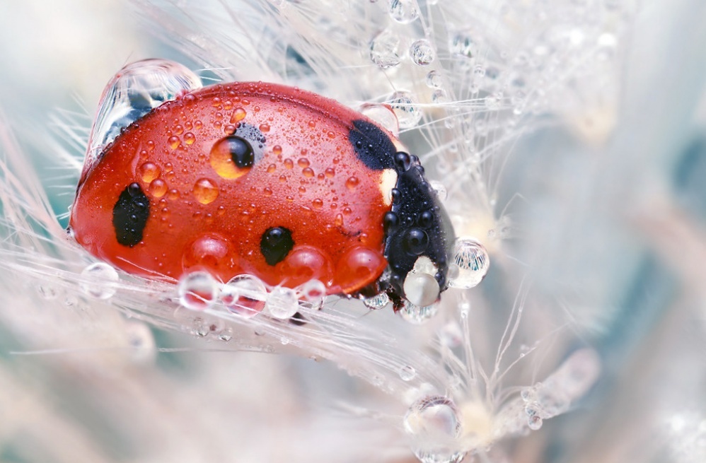 Fantastic photos that will help you discover a beautiful new world geotv.ge