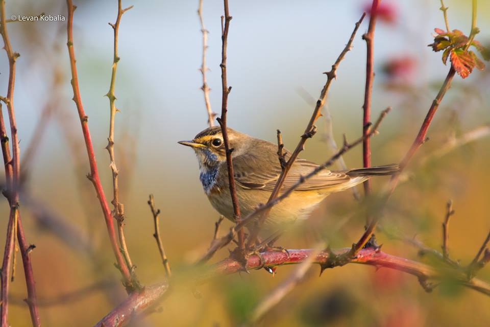 Residents of the sky Native Birds of