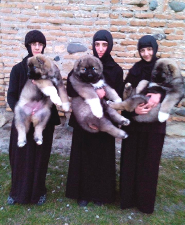 Khareba monastery's little guardians - Nuns raising pups geotv.ge