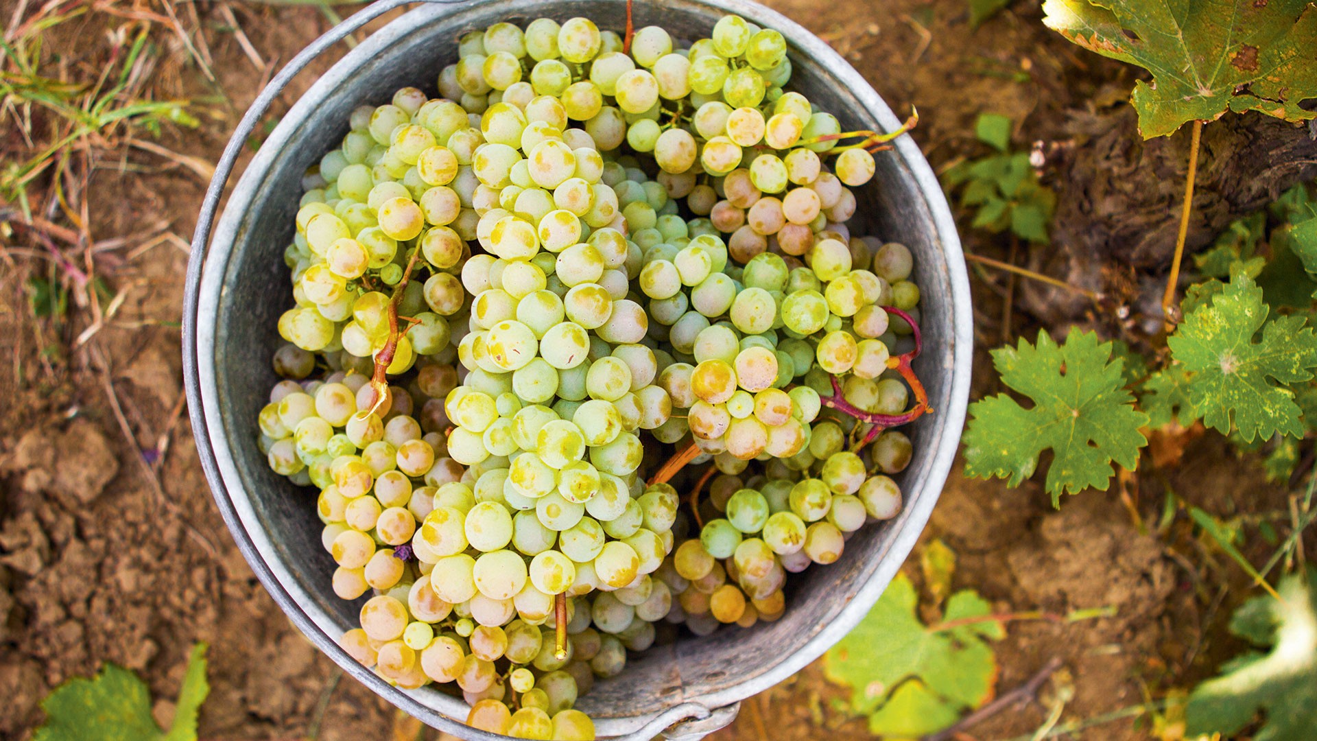 Real old world: Georgia's ancient vineyards geotv.ge