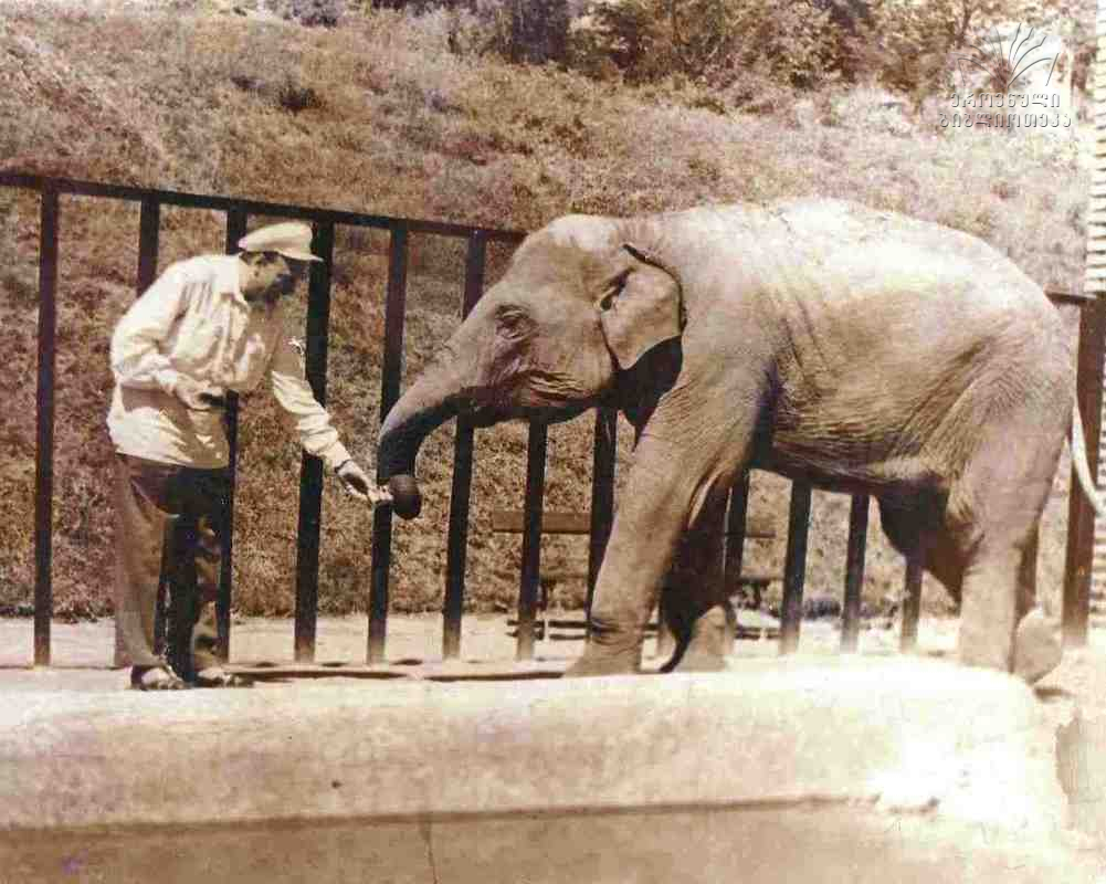 Georgian kids excited by the first elephant of Tbilisi Zoo geotv.ge
