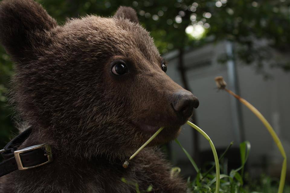 Orphan bear cub is the new resident of dog shelter in Tbilisi geotv.ge