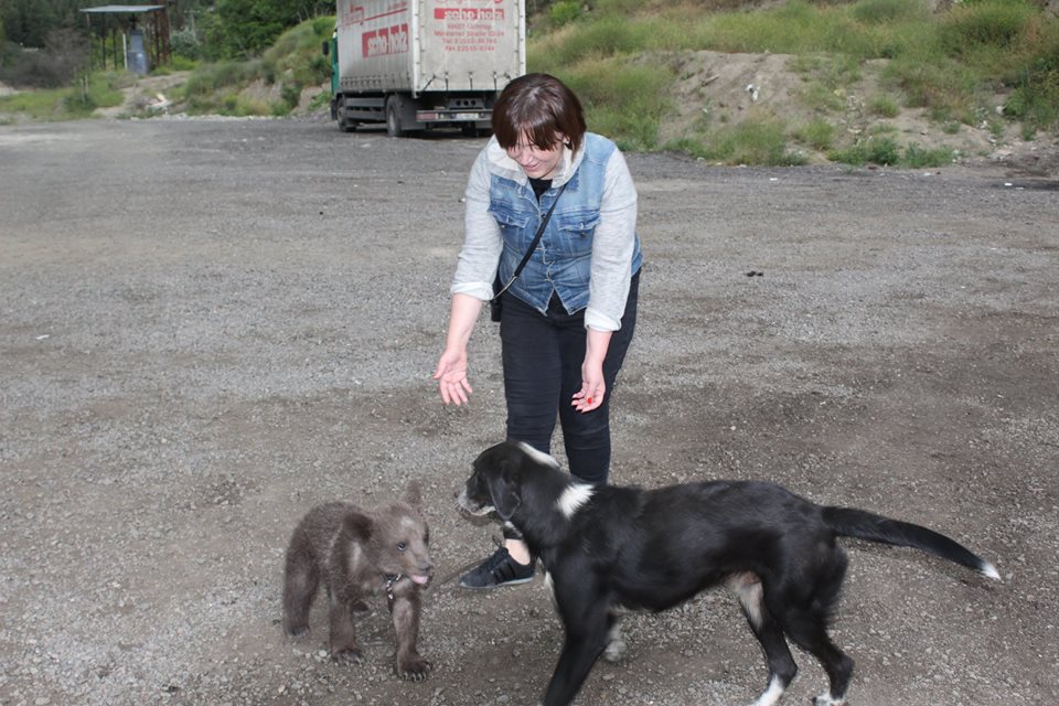 Orphan bear cub is the new resident of dog shelter in Tbilisi geotv.ge