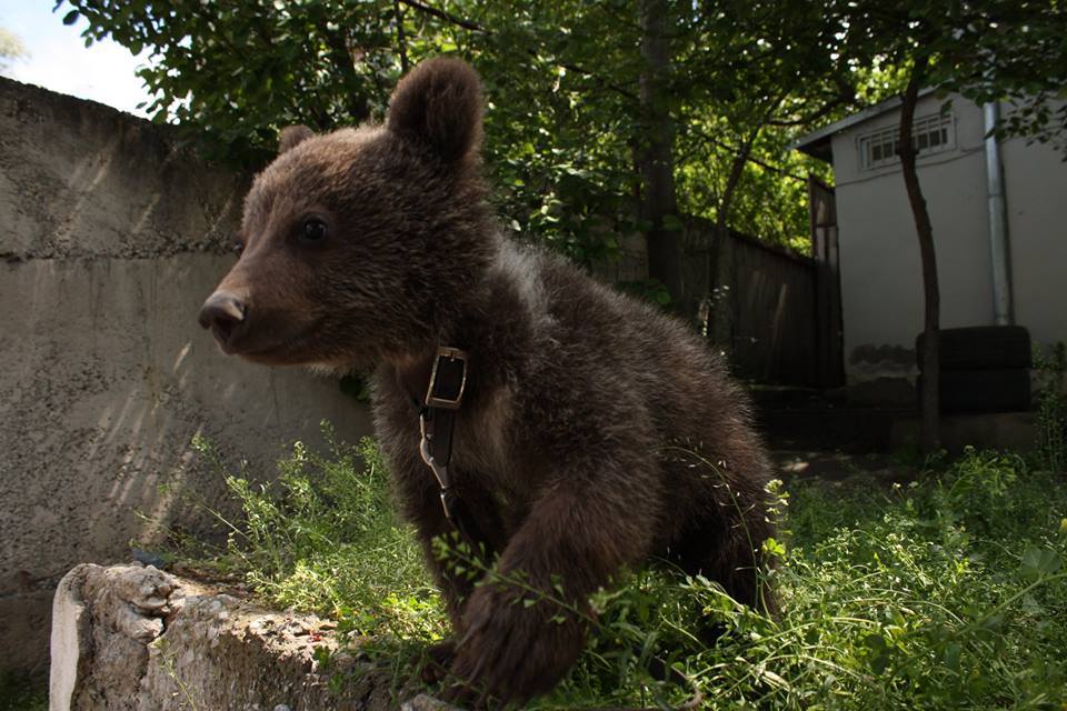 Orphan bear cub is the new resident of dog shelter in Tbilisi geotv.ge