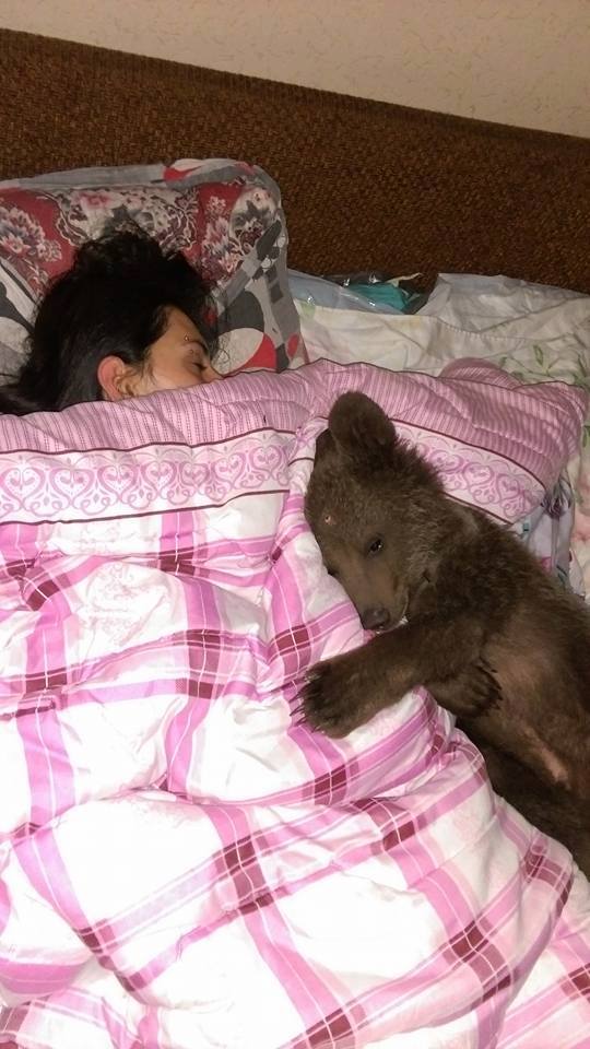 Orphan bear cub is the new resident of dog shelter in Tbilisi geotv.ge