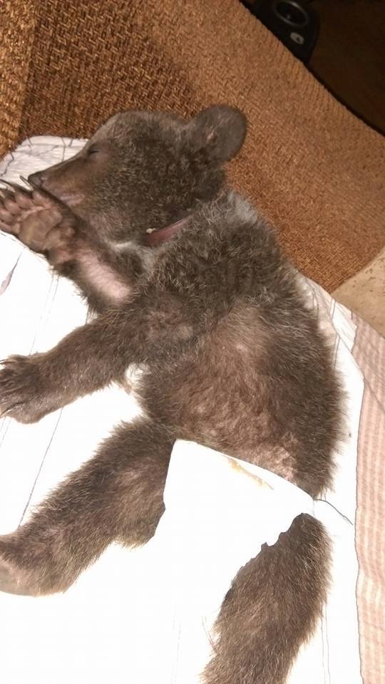 Orphan bear cub is the new resident of dog shelter in Tbilisi geotv.ge