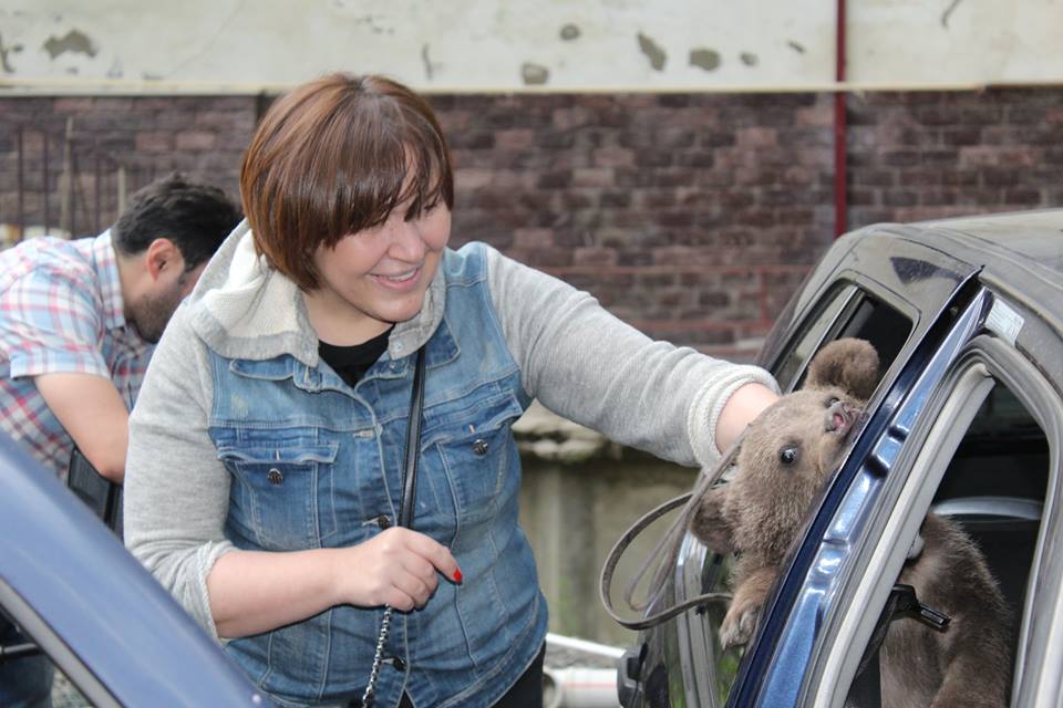 Orphan bear cub is the new resident of dog shelter in Tbilisi geotv.ge