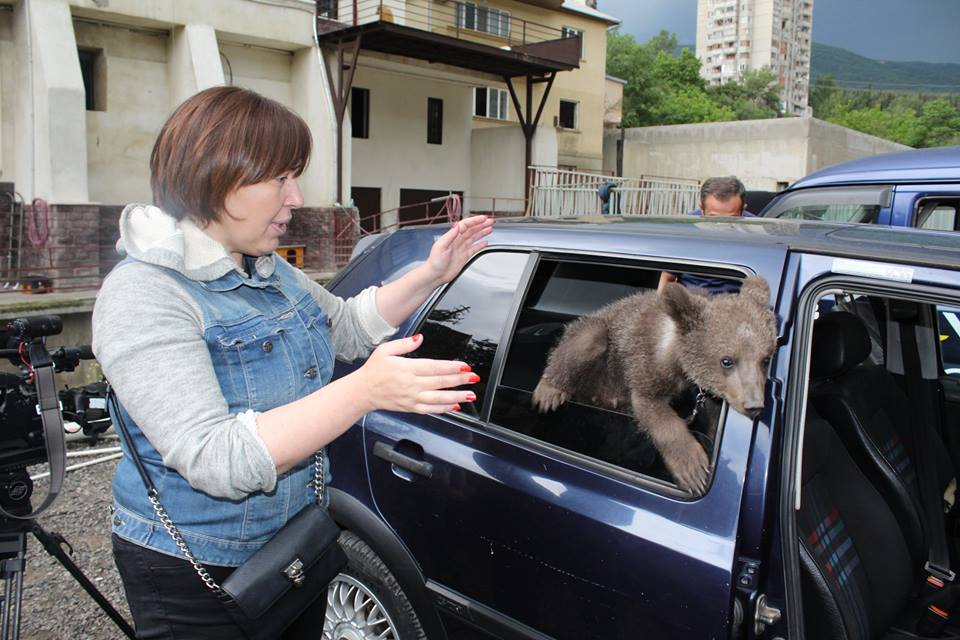 Orphan bear cub is the new resident of dog shelter in Tbilisi geotv.ge