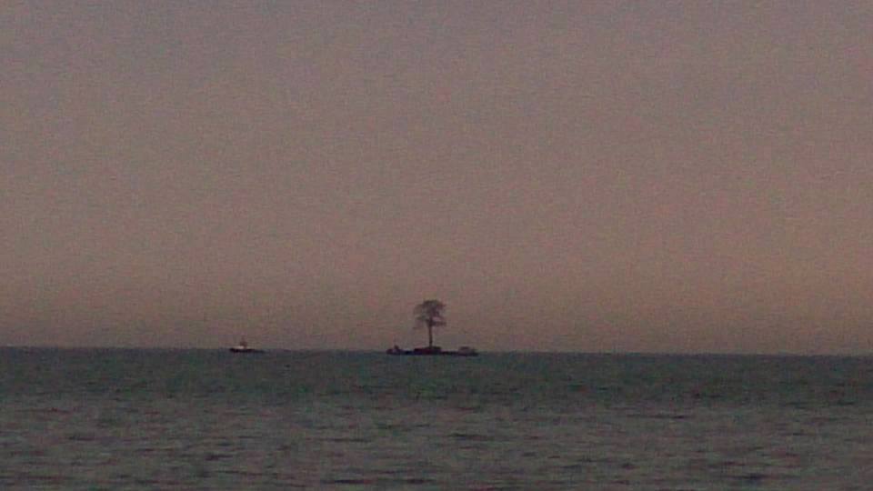 Bizarre sight on the black sea: 47-metre tree being shipped geotv.ge