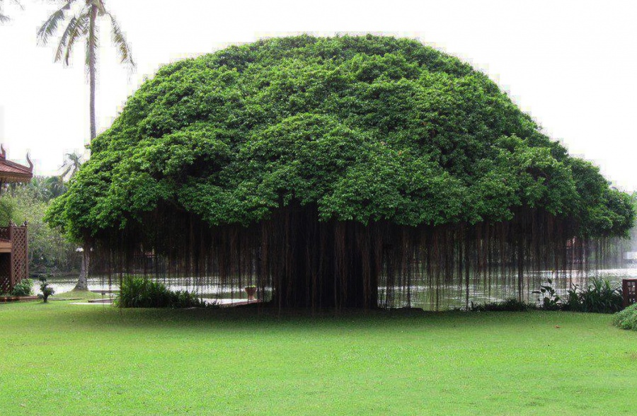 Abkhazia’s mimosa tree among 14 strikingly beautiful trees around the world geotv.ge