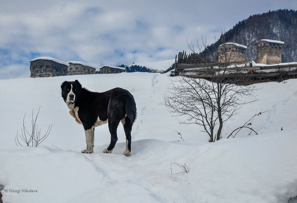 A trip to winter Svaneti: Medieval castles meet modern ski resort geotv.ge