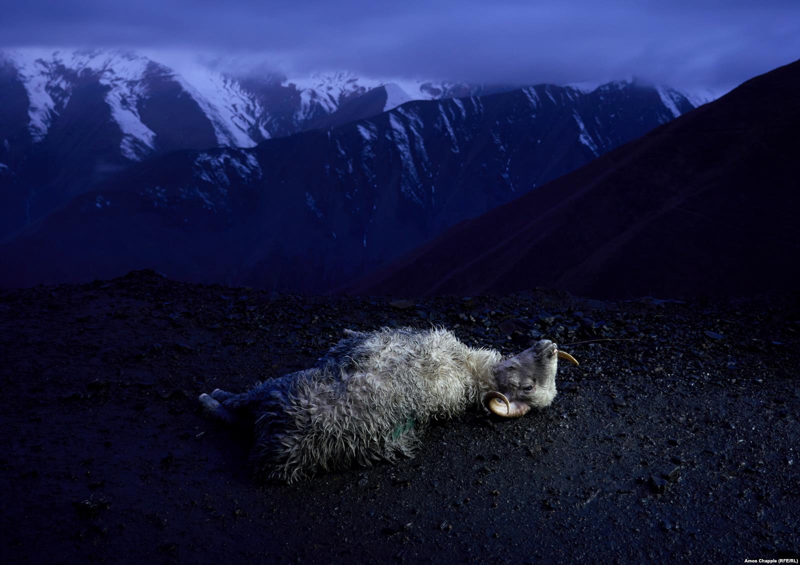 „A deadly, boozy journey“ with the shepherds of Tusheti geotv.ge