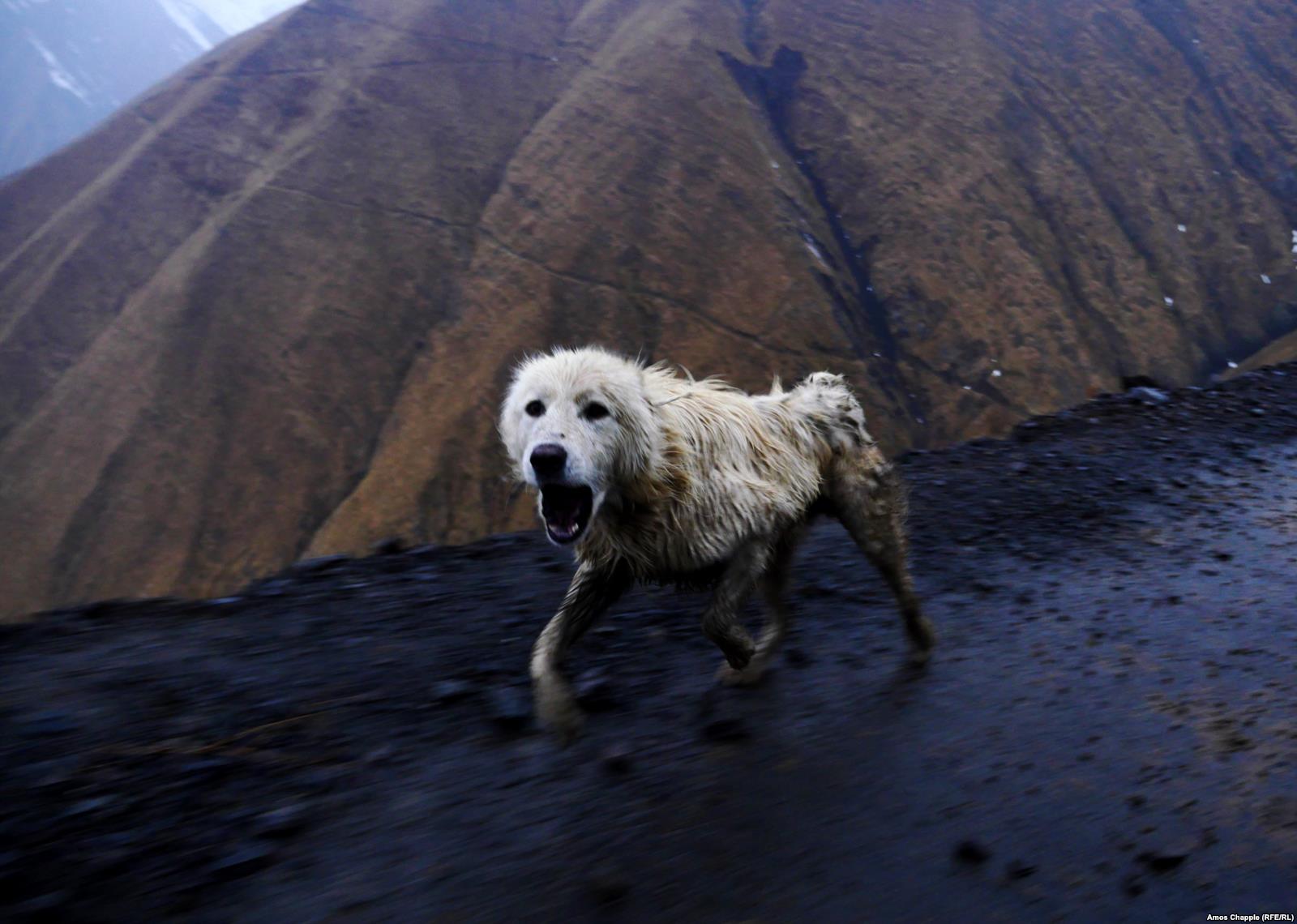 „A deadly, boozy journey“ with the shepherds of Tusheti geotv.ge