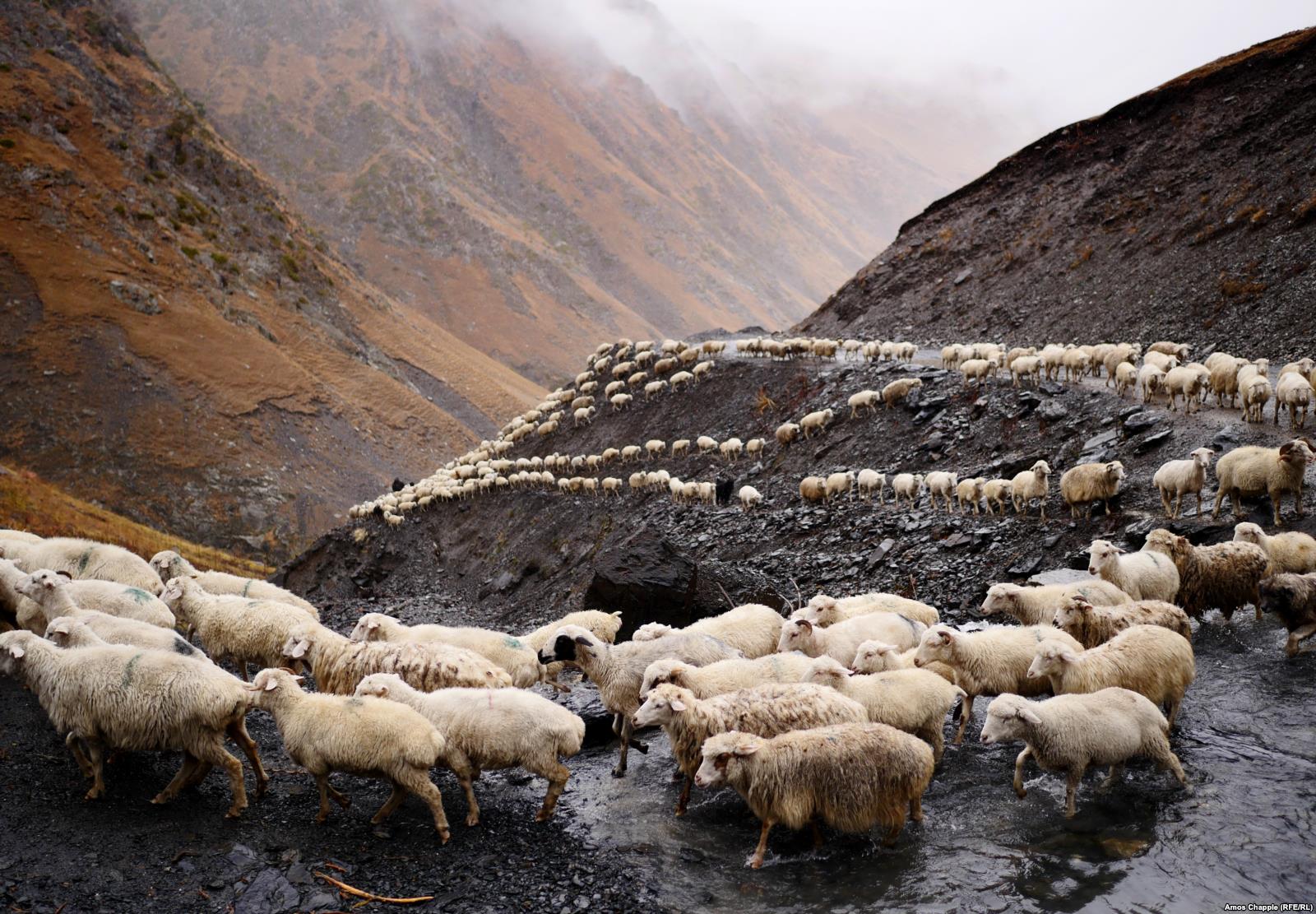 „A deadly, boozy journey“ with the shepherds of Tusheti geotv.ge