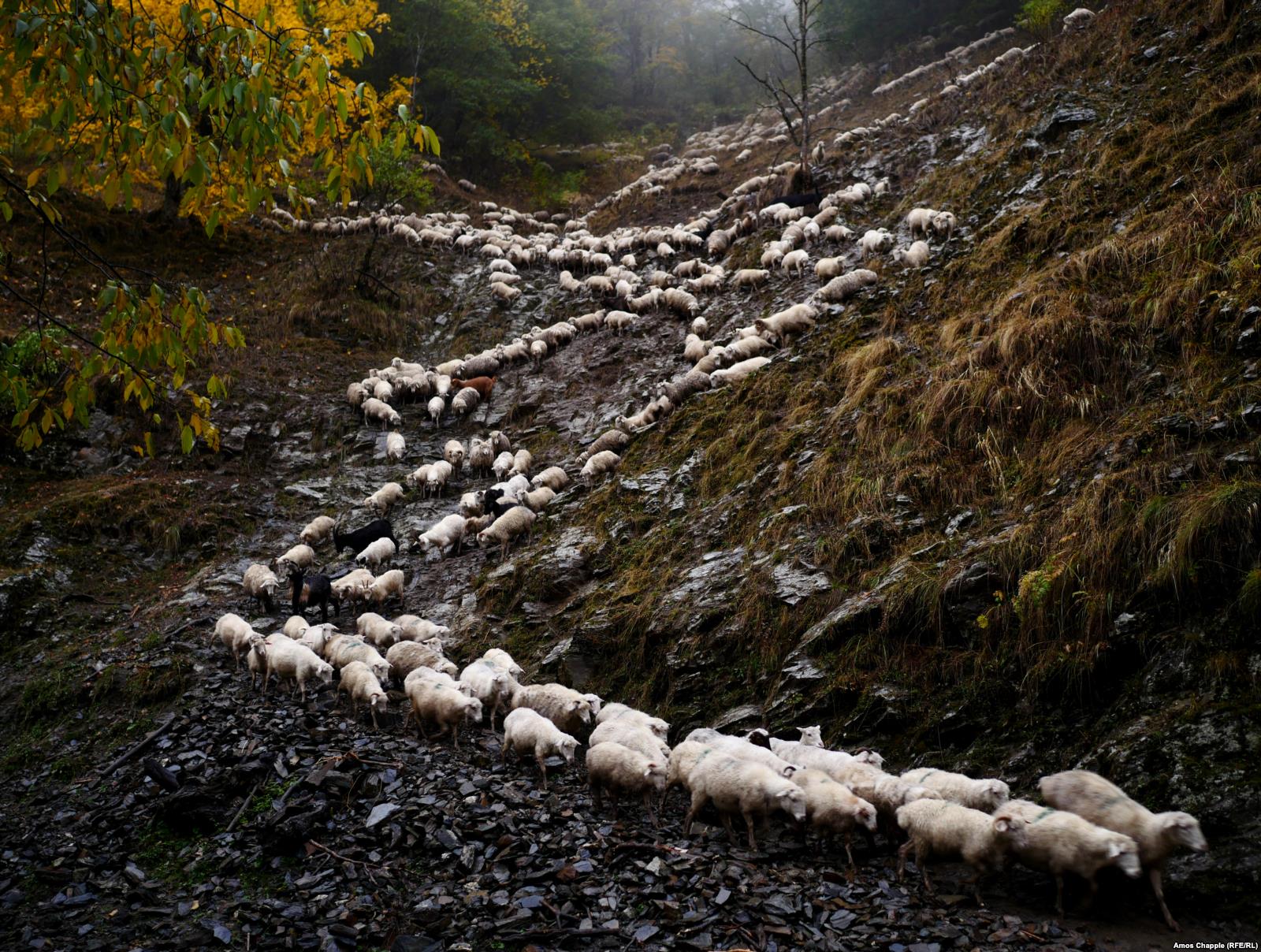 „A deadly, boozy journey“ with the shepherds of Tusheti geotv.ge
